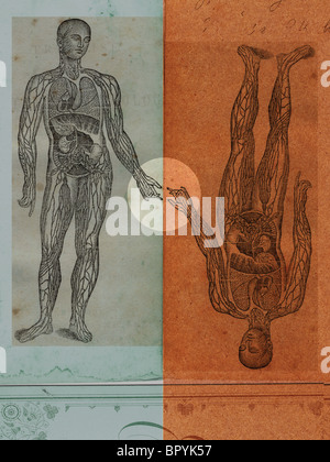 Medico illustrazioni di un mans corpo che mostra il sistema circolatorio e degli organi interni Foto Stock