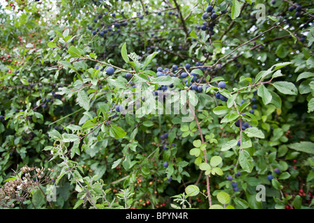 Prugnoli su una boccola di prugnolo, Hattingley, Hampshire, Inghilterra, Regno Unito Foto Stock