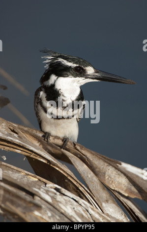 Pied kingfisher (Ceryle rudis), Liwonde National Park, Malawi Foto Stock