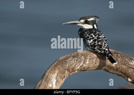 Pied kingfisher (Ceryle rudis), Liwonde National Park, Malawi Foto Stock