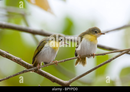 Giallo-throated apalis (Apalis flavigularis), Liwonde National Park, Malawi Foto Stock