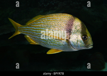 Porkfish Anisotremus virginicus Foto Stock