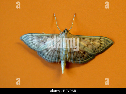 La nana in onda crema tarma Idaea fuscovenosa, Geometridae, Sterrhinae, Lepidoptera, su uno sfondo arancione Foto Stock