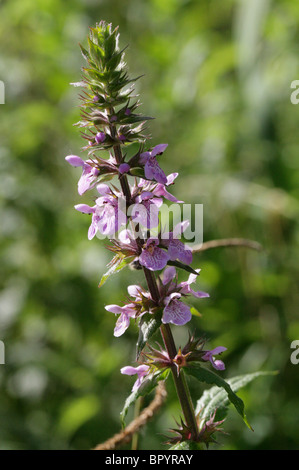 Marsh Woundwort, Stachys palustris, Lamiaceae Foto Stock