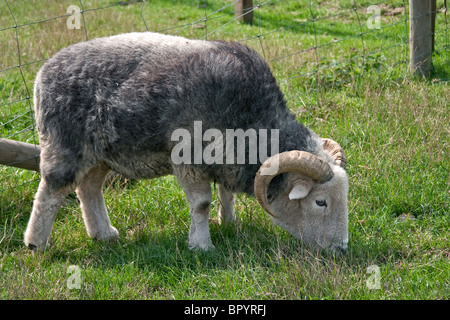 Herdwick pecore con grandi corna di mangiare l'erba Foto Stock