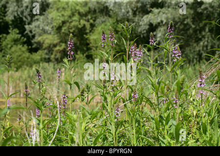 Marsh Woundwort, Stachys palustris, Lamiaceae Foto Stock