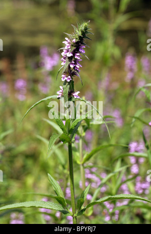 Marsh Woundwort, Stachys palustris, Lamiaceae Foto Stock