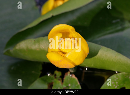 Acqua di colore giallo-lily, Nuphar lutea, Nymphaeaceae. Aka Spatterdock, Mucca Lily, o Stagno giallo-lily. Foto Stock