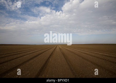 Fotografia di un campo piantati nella Galilea Foto Stock