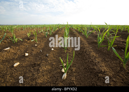 Fotografia di un campo piantati nella Galilea Foto Stock