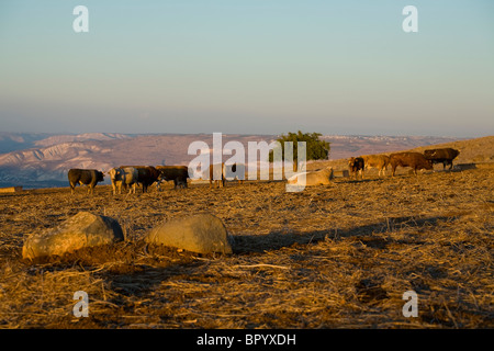 Fotografia della Bassa Galilea all'alba Foto Stock