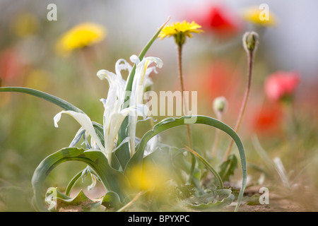 Primo piano su un anemone in un campo della western Negev Foto Stock