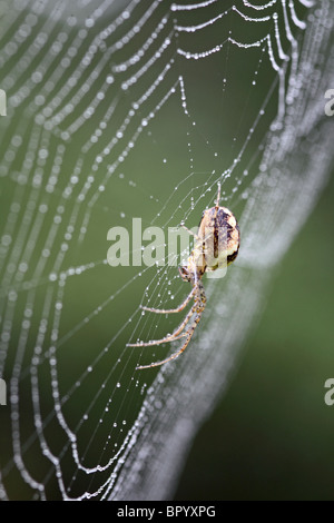 Meta segmentata spider nel centro del suo web Foto Stock