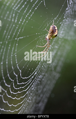 Meta segmentata spider nel centro del suo web Foto Stock