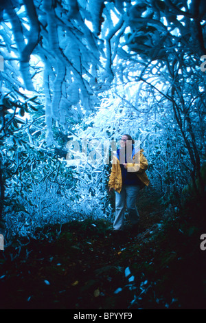 Escursionista femmina passeggiate sotto la neve-laden rami nella foresta nazionale di Pisgah, NC Foto Stock