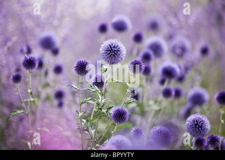 Globo viola cardi Foto Stock