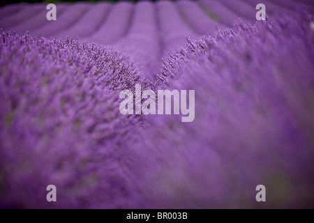 Un campo di lavanda Foto Stock