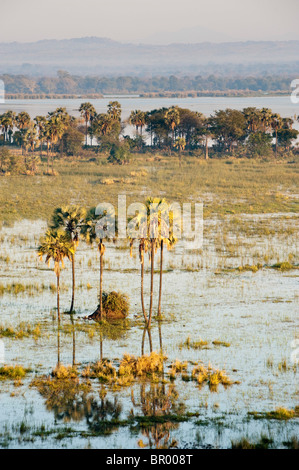 Borassus palms (Palmyra palm) lungo il fiume Shire, Liwonde National Park, Malawi Foto Stock