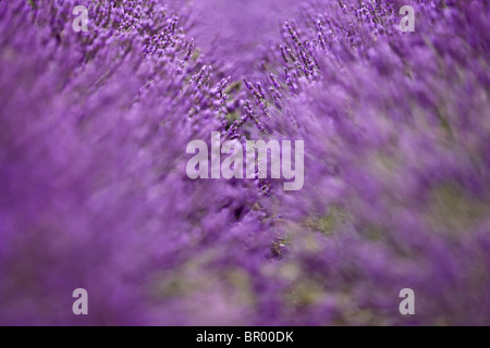 Cespugli di lavanda Foto Stock