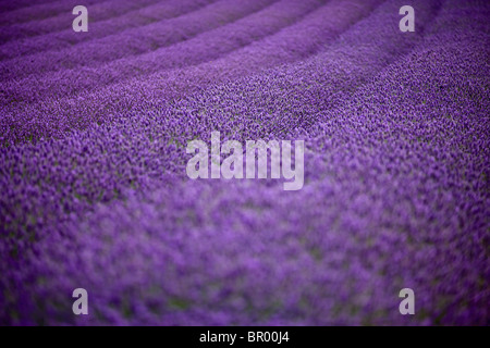 Un campo di lavanda Foto Stock