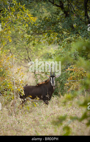 Sable Antelope ( Hippotragus niger), Majete riserva faunistica, Malawi Foto Stock