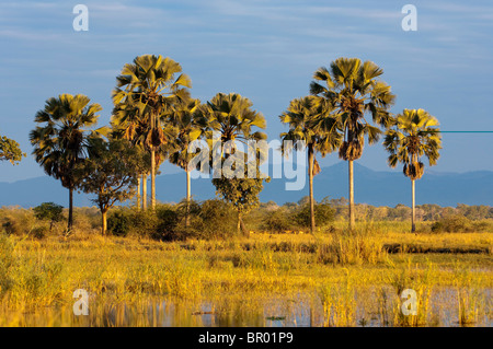 Borassus palms (Palmyra palm) lungo il fiume Shire, Liwonde National Park, Malawi Foto Stock