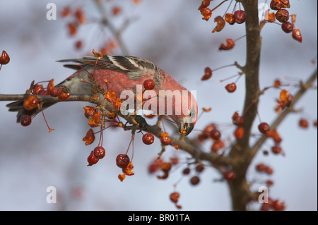 Pino maschio Grosbeak alimentazione su Crabapples Foto Stock