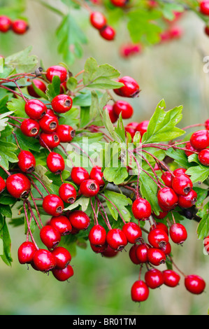 Un ramo di biancospino (Crataegus monogyna') contenente le bacche o Haws Foto Stock