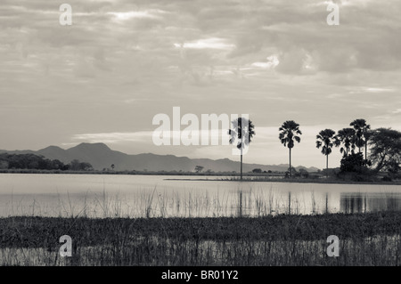 Borassus palms (Palmyra palm) lungo il fiume Shire, Liwonde National Park, Malawi Foto Stock