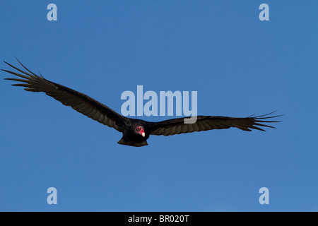 La Turchia Vulture battenti con ali stese sul cielo blu sullo sfondo Foto Stock