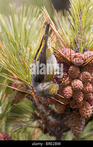 Femmina bianca-winged Crossbill alimentazione su coni di abete rosso Foto Stock