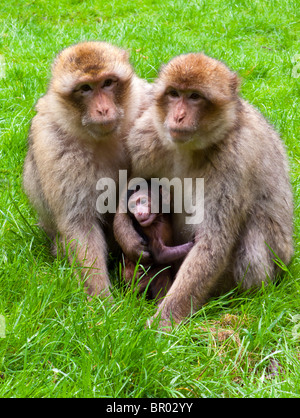 Coppia di Barberia scimmie macaco con questi giovani si trovano normalmente nei monti Atlas di Algeria e Marocco e a Gibilterra Foto Stock