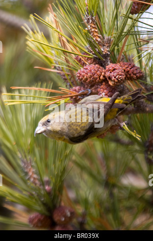 Femmina bianca-winged Crossbill alimentazione su coni di abete rosso Foto Stock