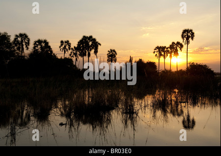 Borassus palms (Palmyra palm) lungo il fiume Shire al tramonto, Liwonde National Park, Malawi Foto Stock