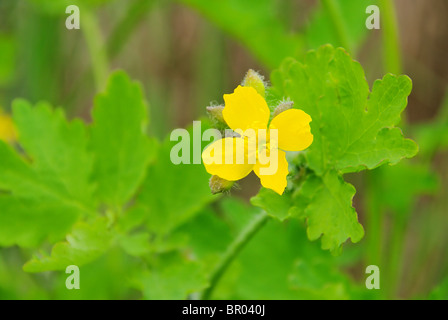 Schöllkraut - maggiore celandine 04 Foto Stock