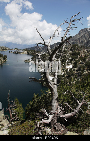 Classic cirque diga alpina a Estany Tort de Peguera 2318m vicino Refugi JM Blanc in Sant Maurici Parco Nazionale Pirenei Spagna Foto Stock