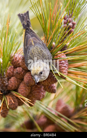 Femmina bianca-winged Crossbill alimentazione su coni di abete rosso Foto Stock