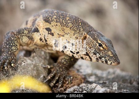 Monitor del Nilo, Vanellus niloticus, Nkhata Bay, Malawi Foto Stock