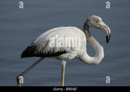 Bambino fenicottero maggiore (Phoenicopterus ruber) in Namibia Foto Stock