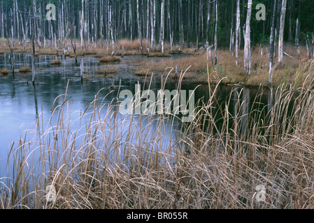 Moneystamp palude Blackwater National Wildlife Refuge, MD. Foto Stock