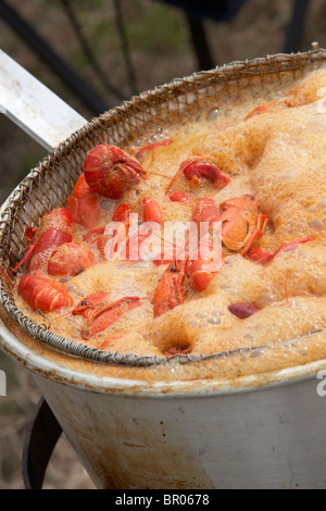 Gamberi di fiume nel recipiente di ebollizione dell'acqua. Foto Stock