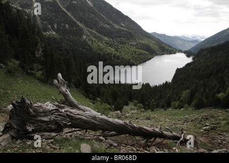 Albero morto su un pendio sopra Sant Maurici lago sulla traversa dei Pirenei e il Parco Nazionale dei Pirenei Spagna Foto Stock