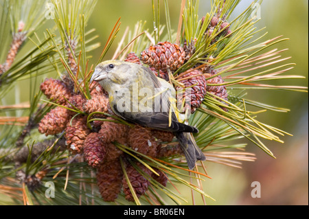 Femmina bianca-winged Crossbill alimentazione su coni di abete rosso Foto Stock