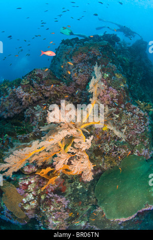 Scuba diving in Isole Similan Underwater Park, Thailandia, Sud-est asiatico Foto Stock