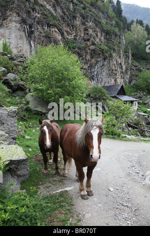 Wild montagna dei cavalli nella foresta subalpina sui Pirenei attraversare via Sant Maurici Parco Nazionale Pirenei Spagna Foto Stock