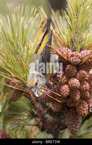 Femmina bianca-winged Crossbill alimentazione su coni di abete rosso Foto Stock