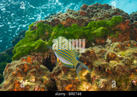 Fiancheggiata Surgeonfish (Acanthurus lineatus), Richelieu Rock, Surin National Marine Park, Sud di Phuket, Thailandia, Sud-est asiatico Foto Stock