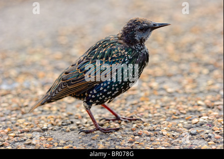 Neonata Comunità starling (Sturnus vulgaris), in piedi sul pavimento Foto Stock