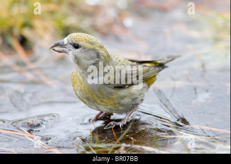 Femmina bianca-winged Crossbill alimentazione nella pozza d'acqua Foto Stock