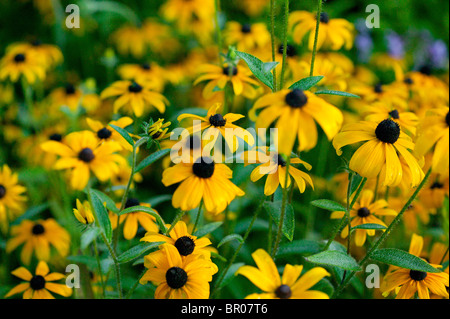 Black Eyed susan fiori Foto Stock